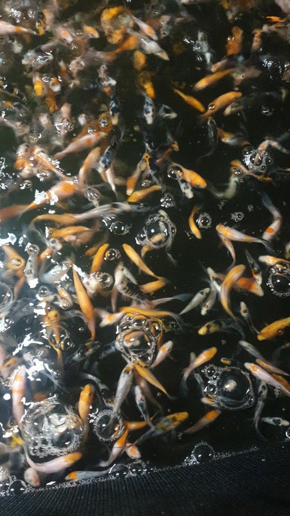 Baby koi 8 tot 10cm, Dieren en Toebehoren, Vissen | Vijvervissen, Karper of Koi