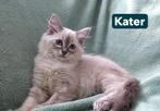 Ragdoll x Siberische kittens met blauwe ogen, Dieren en Toebehoren, Katten en Kittens | Overige Katten, Langharig