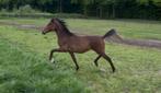 Mooie NRPS jaarling hengst, Dressuurpony, 0 tot 2 jaar, Hengst, D pony (1.37m tot 1.48m)