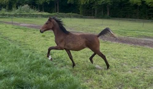 Mooie NRPS jaarling hengst, Dieren en Toebehoren, Pony's, Hengst, D pony (1.37m tot 1.48m), Dressuurpony, 0 tot 2 jaar, Met stamboom