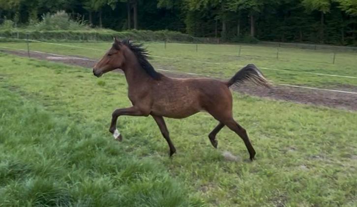 Mooie NRPS jaarling hengst, Dieren en Toebehoren, Pony's, Hengst, D pony (1.37m tot 1.48m), Dressuurpony, 0 tot 2 jaar, Met stamboom