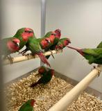 Te koop gevraagd verschillende soorten vogels, Meerdere dieren, Tropenvogel