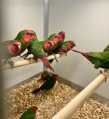 Te koop gevraagd verschillende soorten vogels  beschikbaar voor biedingen