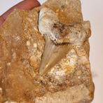 Fossiel haaientand in steen odontus Marokko, Ophalen of Verzenden, Fossiel