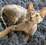 Devon rex kittens Beschikbaar, Dieren en Toebehoren, Kater, Gechipt, 0 tot 2 jaar