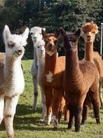 Te koop alpaca veulens, Dieren en Toebehoren, Overige Dieren, Meerdere dieren, Voor 1 juli 2024