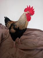 Bob een lieve jonge haan., Dieren en Toebehoren, Mannelijk, Kip