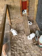 Dwerg konijntjes, Dieren en Toebehoren, Konijnen, Meerdere dieren, Dwerg