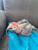 Groenvleugel ara, Meerdere dieren, Papegaai
