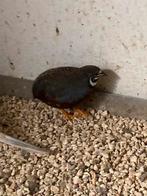 Chinese dwergkwartel haan, prima kweker, Dieren en Toebehoren, Vogels | Overige Vogels, Mannelijk, Tropenvogel