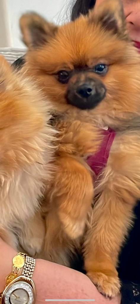 Pomeriaan Teefje 1 jaar ' Lilly ', Dieren en Toebehoren, Honden | Poolhonden, Keeshonden en Oertypen, Particulier, Eén hond, Buitenland