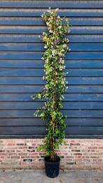 Toscaanse Jasmijn🌿Trachelospermum Jasminoides❗250-300 cm❗, Ophalen, Overige soorten, 100 tot 250 cm