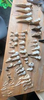 Groot lot vogelschedels., Verzenden, Zo goed als nieuw
