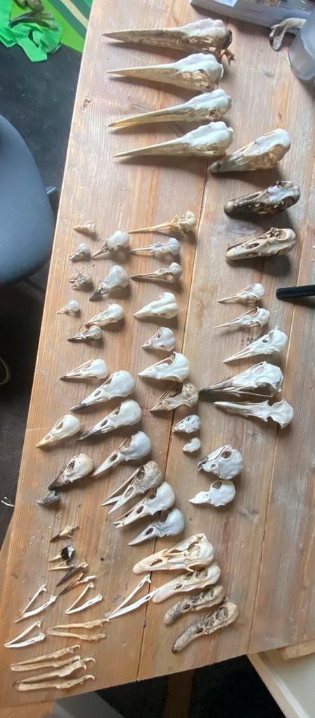 Groot lot vogelschedels., Verzamelen, Dierenverzamelingen, Zo goed als nieuw, Verzenden