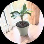 Kamerplant banaan, Huis en Inrichting, Ophalen, Minder dan 100 cm