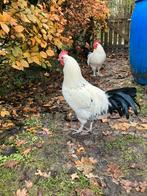 Jonge Groninger meeuw haan  zilverpel(groot), Dieren en Toebehoren, Pluimvee, Mannelijk, Kip