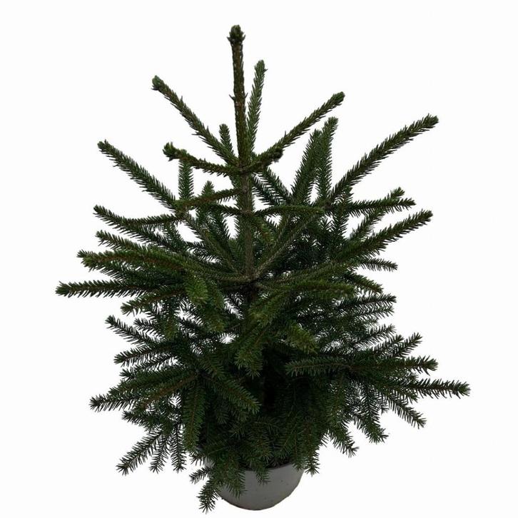 Kerstboom buiten Picea orientalis of Kaukassusspar, Tuin en Terras, Planten | Bomen, Zuilboom, Minder dan 100 cm, Volle zon, Lente