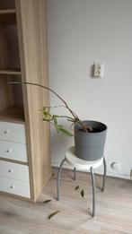 Plant - gratis, Ophalen, Halfschaduw, Minder dan 100 cm