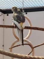 Kakariki's, Dieren en Toebehoren, Vogels | Parkieten en Papegaaien, Mannelijk, Parkiet, Geringd
