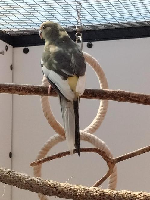 Kakariki's, Dieren en Toebehoren, Vogels | Parkieten en Papegaaien, Parkiet, Mannelijk, Tam, Geringd