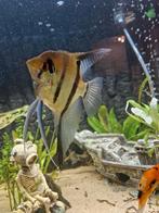 5 mooie grote maanvissen, Zoetwatervis