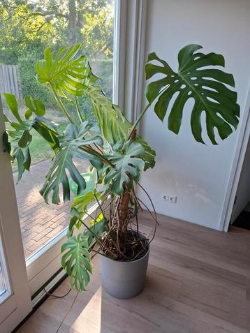 Grote Monstera Gatenplant in Pot beschikbaar voor biedingen