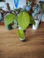 Monstera op Mospaal, Huis en Inrichting, Kamerplanten, Ophalen of Verzenden, Overige soorten, Minder dan 100 cm