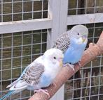 3 jonge grasparkietjes, Dieren en Toebehoren, Vogels | Parkieten en Papegaaien, Meerdere dieren, Parkiet