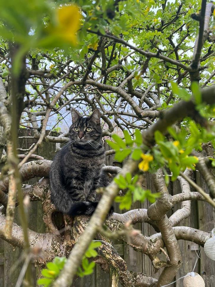 Herplaatsing: Poes (Raja) zoekt nieuw rustig huis, Dieren en Toebehoren, Katten en Kittens | Overige Katten, Poes