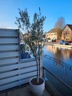Olijfboom - 230cm hoog, Bloeit niet, 100 tot 250 cm, Olijfboom, Ophalen