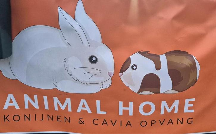 Vakantie opvang aangeboden voor uw konijn of cavia, Dieren en Toebehoren, Knaagdieren, Meerdere dieren, Cavia, Juni
