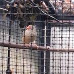 Binsenastrildes, Dieren en Toebehoren, Vogels | Overige Vogels, Vrouwelijk
