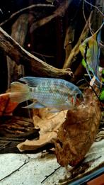 Krobia Xinguensis, Dieren en Toebehoren, Vissen | Aquariumvissen, Vis