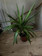 Kamerplant, Huis en Inrichting, Kamerplanten, Ophalen, Halfschaduw, Minder dan 100 cm