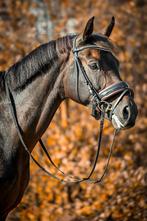 sportpaard te koop, Merrie, 165 tot 170 cm, Dressuurpaard, 7 tot 10 jaar