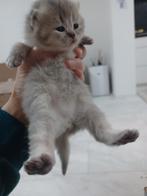 Schattige Britse Korthaar Kittens, Dieren en Toebehoren, Katten en Kittens | Raskatten | Korthaar, Meerdere dieren, Ontwormd, 0 tot 2 jaar