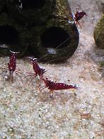 Sulawesi garnalen per 10st te koop, Dieren en Toebehoren, Kreeft, Krab of Garnaal