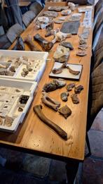 Grote collectie fossielen, Verzamelen, Mineralen en Fossielen, Ophalen of Verzenden, Fossiel