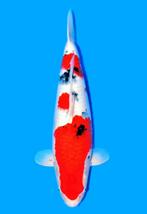 VHQ Sanke TAMAURA - 2y - 55 cm - F - NEW bij Heeschkoi, Karper of Koi