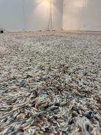 Vloerkleed / Tapijt Brink & Campman Flamenco 59001 | 280x280, Crème, Vierkant, 200 cm of meer, Ophalen of Verzenden
