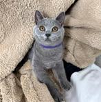 Raszuiver Britse Korthaar Kittens!, Dieren en Toebehoren, Katten en Kittens | Raskatten | Korthaar, Ontwormd, 0 tot 2 jaar