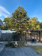 Apenboom, gratis af te halen., Tuin en Terras, Planten | Bomen, Ophalen of Verzenden, Overige soorten