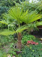 Palmboom te koop, Tuin en Terras, Planten | Bomen, Ophalen, Volle zon, Palmboom, 100 tot 250 cm