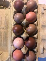 Broedeieen. Groen blauw donkerbruinleggers, Diversen, Levensmiddelen, Ophalen of Verzenden