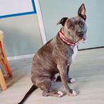 Lieve Amerikaanse Stafford, Dieren en Toebehoren, Honden | Jack Russells en Terriërs, 1 tot 2 jaar, American Staffordshire Terriër