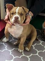 Pocket bully teefje wegens allergieën, Rabiës (hondsdolheid), 15 weken tot 1 jaar, Teef, Bulldog