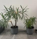 2 mooie Yucca kamerplanten, Ophalen, Vaste plant, Overige soorten, Volle zon