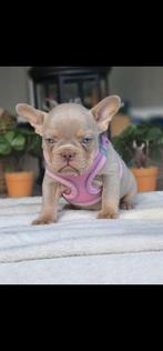 Franse bulldog pup Isabella teefje met stamboom, Dieren en Toebehoren, België, Particulier, Rabiës (hondsdolheid), 15 weken tot 1 jaar