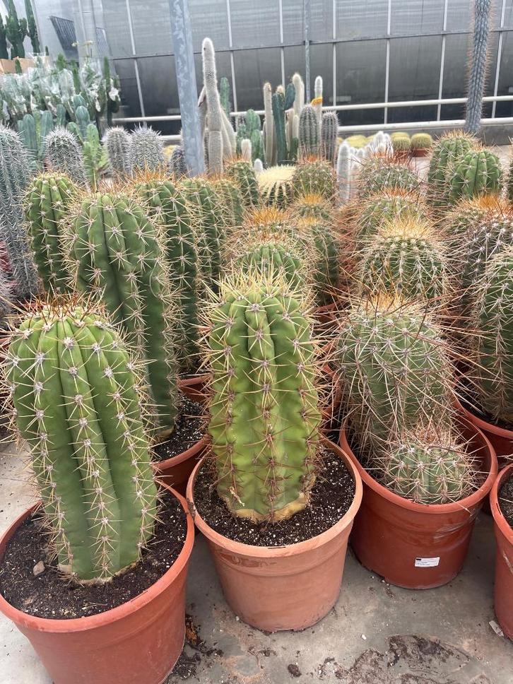 Cactus Trichocereus (Echinopsis Pasacana) 27cm pot., Huis en Inrichting, Kamerplanten, Cactus, Minder dan 100 cm, Bloeiende kamerplant