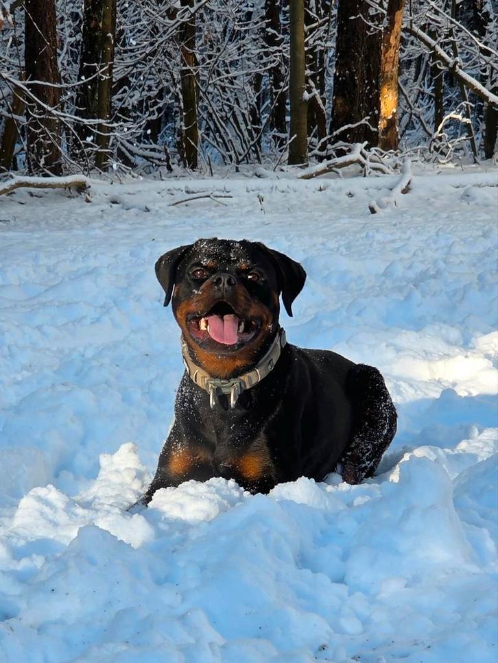 Joy (Rottweiler, 2024) – actief en verantwoordelijk nieuw th, Dieren en Toebehoren, Honden | Bulldogs, Pinschers en Molossers